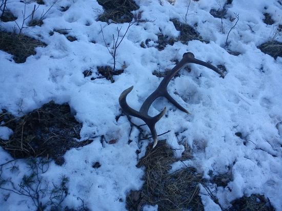 A máme dalšiu páru :)