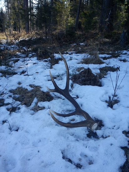 A kde sú tie silnejšie?