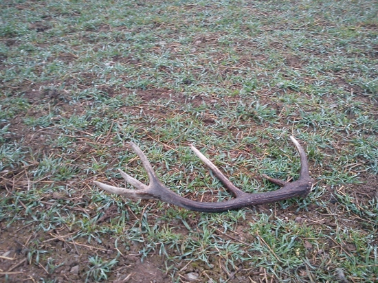 12 toráčik na ozimine