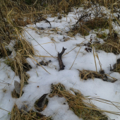 môj prví srnčí.. :)