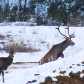 Ten kopec mu dal zabrať, starší páni tak.. :)