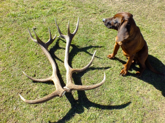 Už sú zase spolu..