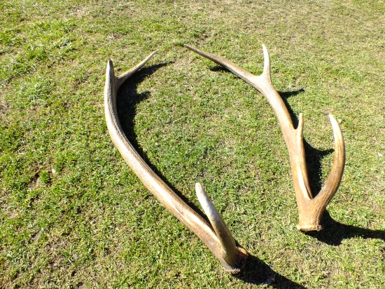 Jelení pra pra dedek.. :)