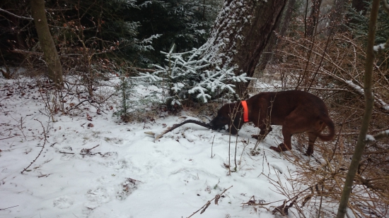 Niet nad lepšieho pomocníka a priateľa..
