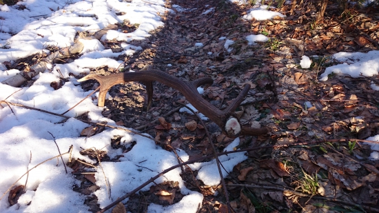 Keď jeleň vie ako má zhodiť..