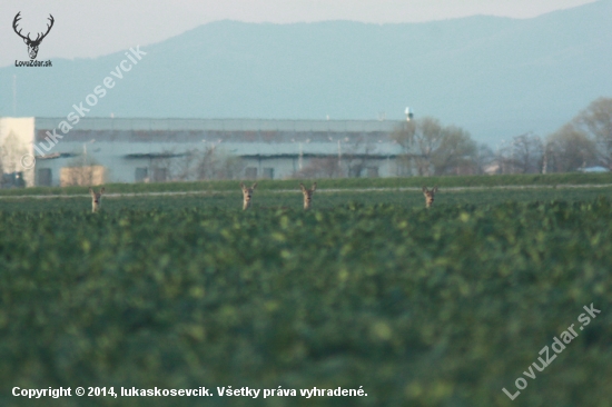 štvorka