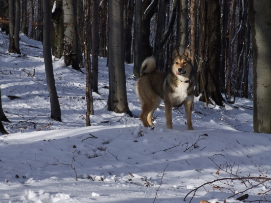 Zapadosibírska lajka