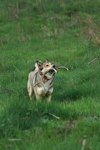 Niečo som našla :)