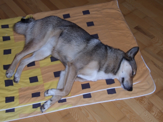 Únava po klubovej výstave.