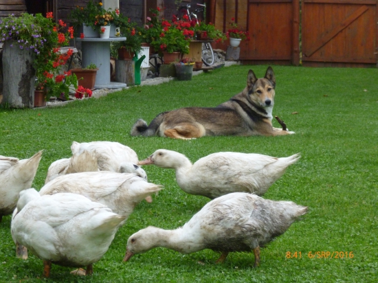 Ked nelovím,tak pasiem