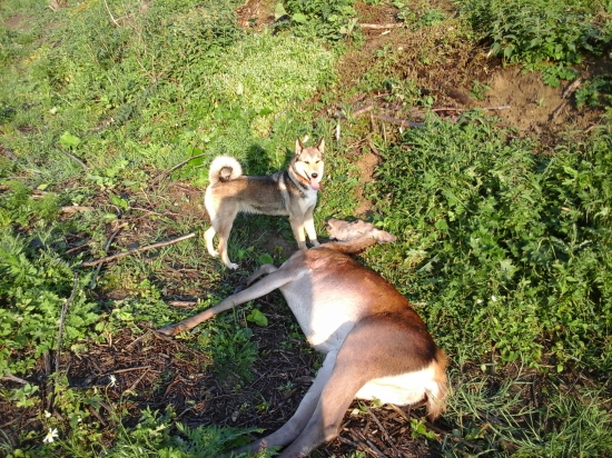 Ranajšia dohladávka s Almou