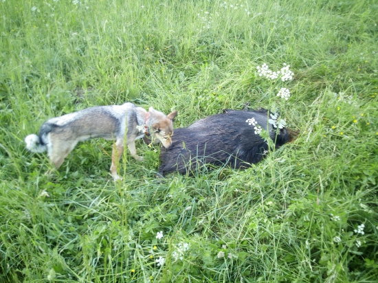 Výsledok rannej prechádzky