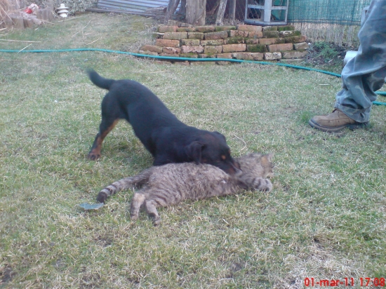 a zasa je doma o jednu menej