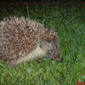 Kazdovecerny navstevnik