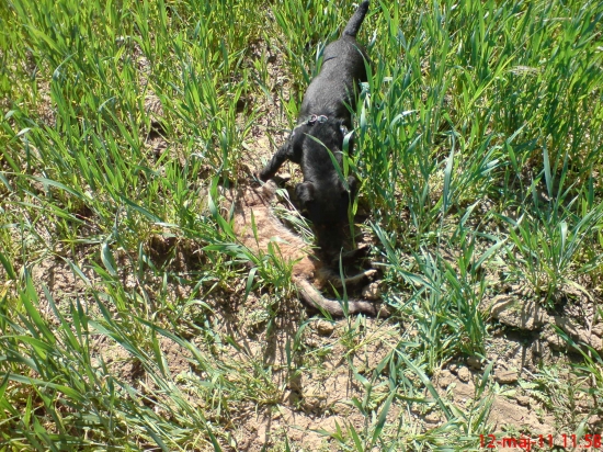 o dalsiu skodnu menej