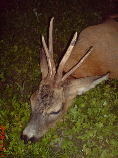 Diana mi dopriala pekneho srnca