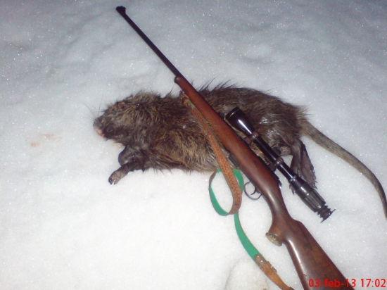 Moja prva Nutria riečna