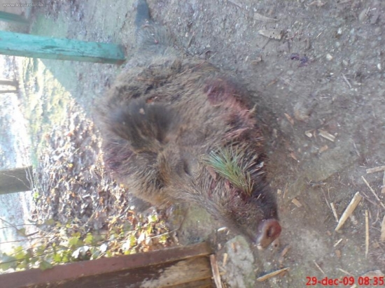 dobra rana