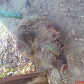 dobra rana