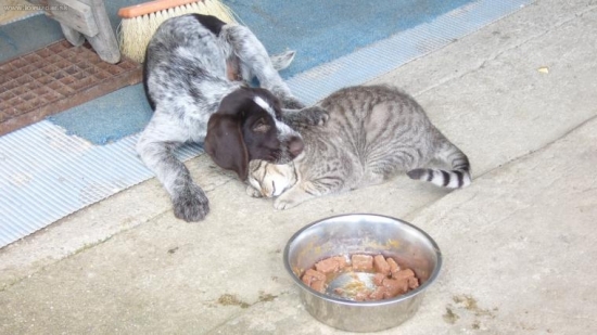 obed alebo mačku???