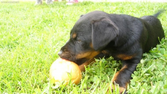 okoštujem aj jablčko.