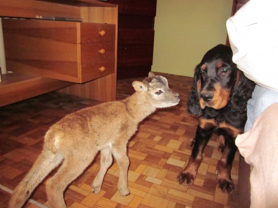 mufko a zara