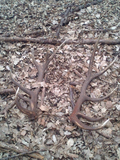 Komu sa nelení,tomu sa jelení.