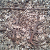 Komu sa nelení,tomu sa jelení.