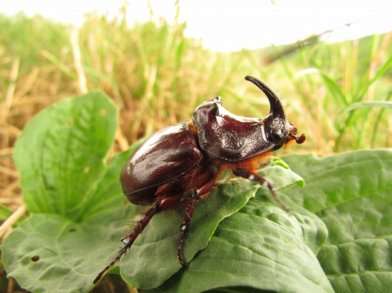 Nosorožtek obyčajný