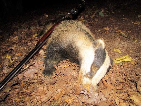 3.jazvec za jeden deň.