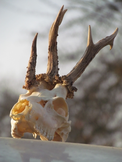 Moja najzaujímavejšia trofej.