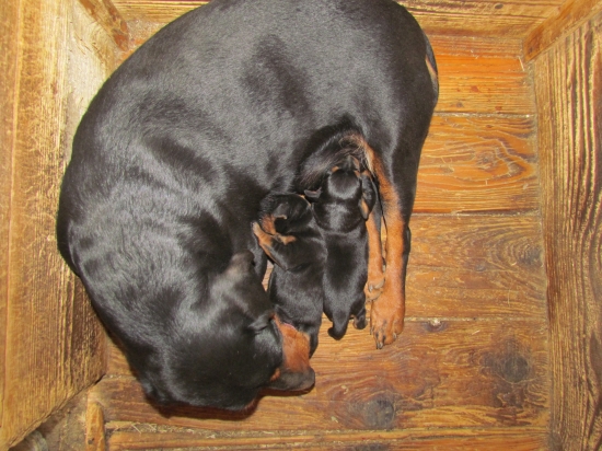 Bety a jej dve slečny.