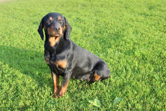 Fauna zo Šarampova-prirodzený hlásič.