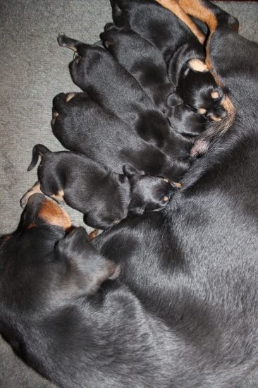 10 dnové šteniatka vrh H zo Šarampova