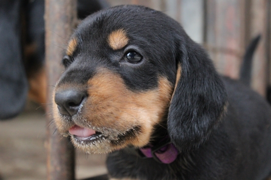 Šteniatko slovenský kopov