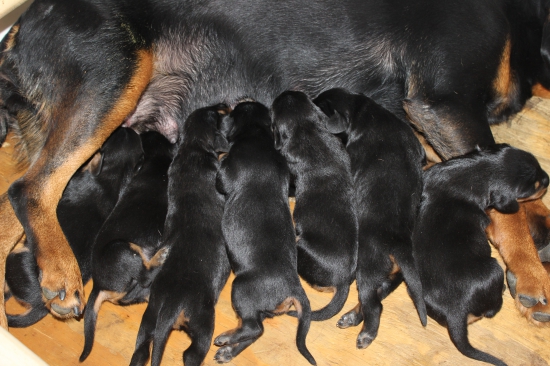 7 dňové šteniatka Slovenského kopova.