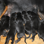 7 dňové šteniatka Slovenského kopova.