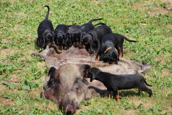 Môj mančaft pri výcviku.