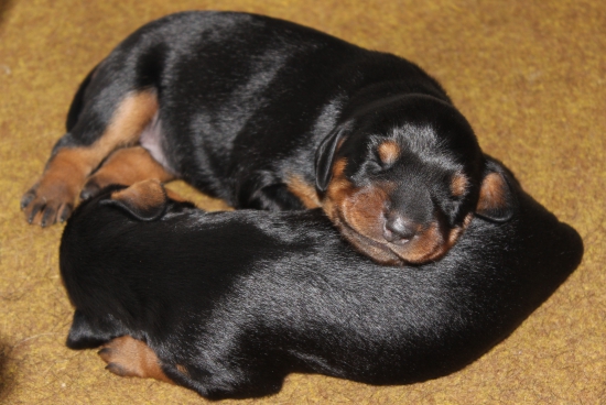 Šteniatka Slovenského kopova