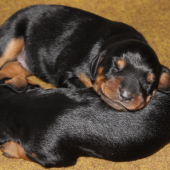 Šteniatka Slovenského kopova