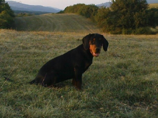 Malá Cora zo Slovenskej Ľupče