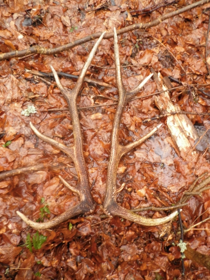 nieco z mojej galerie