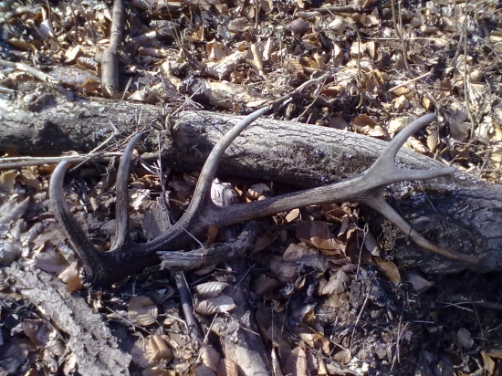 dnes vlanajsi meninovi