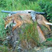 lišiačik