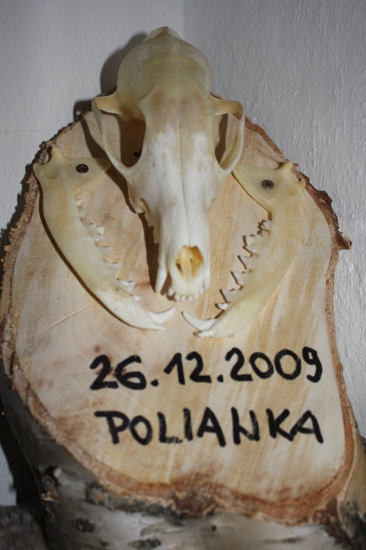 narodeninová lištička