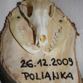 narodeninová lištička