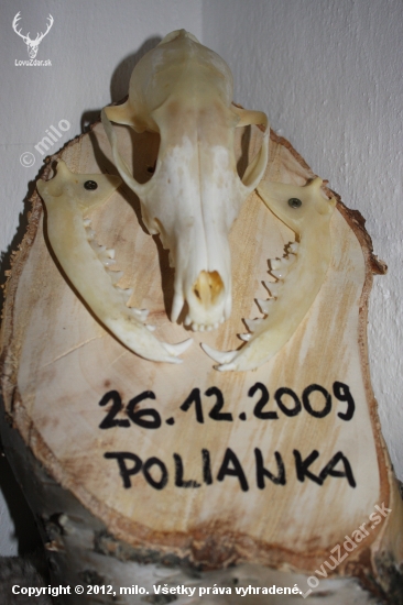 narodeninová lištička