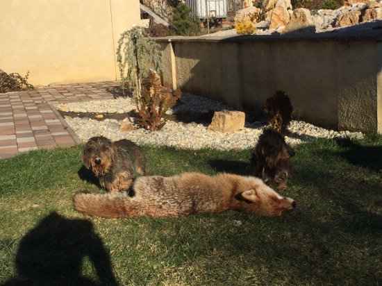 Valdo a Kaso(Newton a Kasius z Chotára)