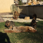 Valdo a Kaso(Newton a Kasius z Chotára)