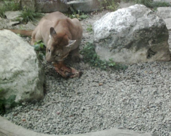 Puma